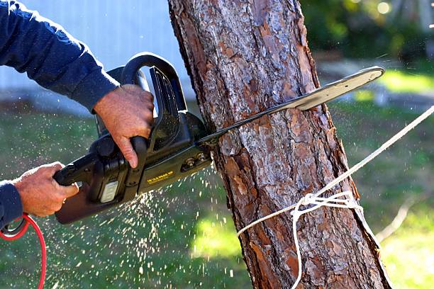 Reliable Solon, OH Tree Services Solutions